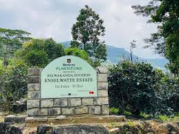Enasal Watta