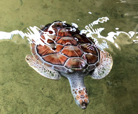 turtle_hatchery_hikkaduwa