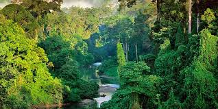 sinharaja_forest_reserve