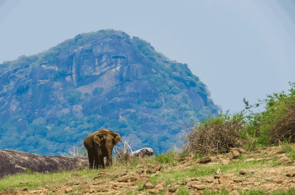 gal-oya-national-park